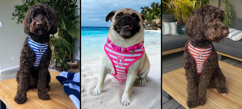 Pooch Luxury
