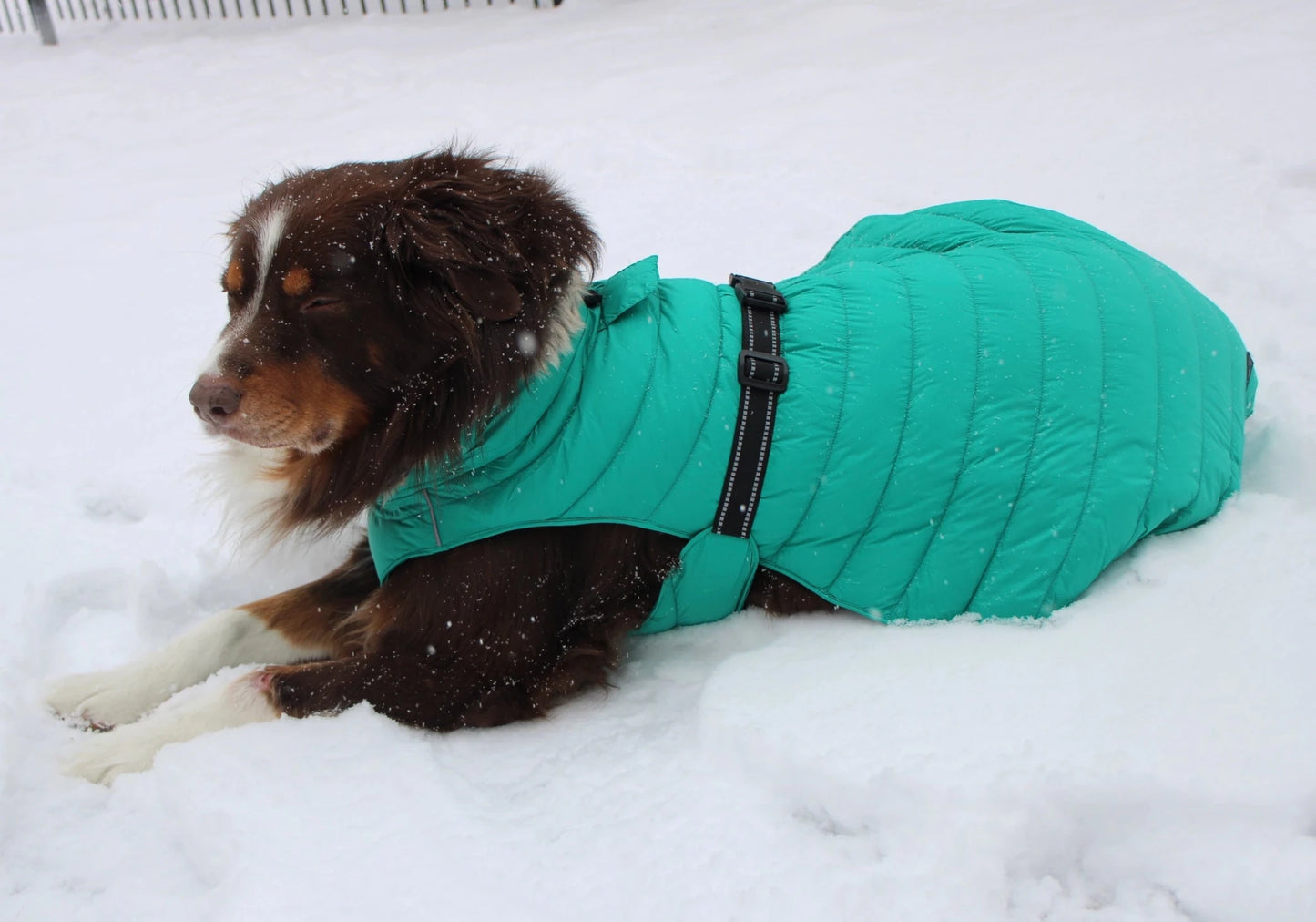 Alpine Extreme Weather Puffer Coat - Arcadia - Pooch Luxury
