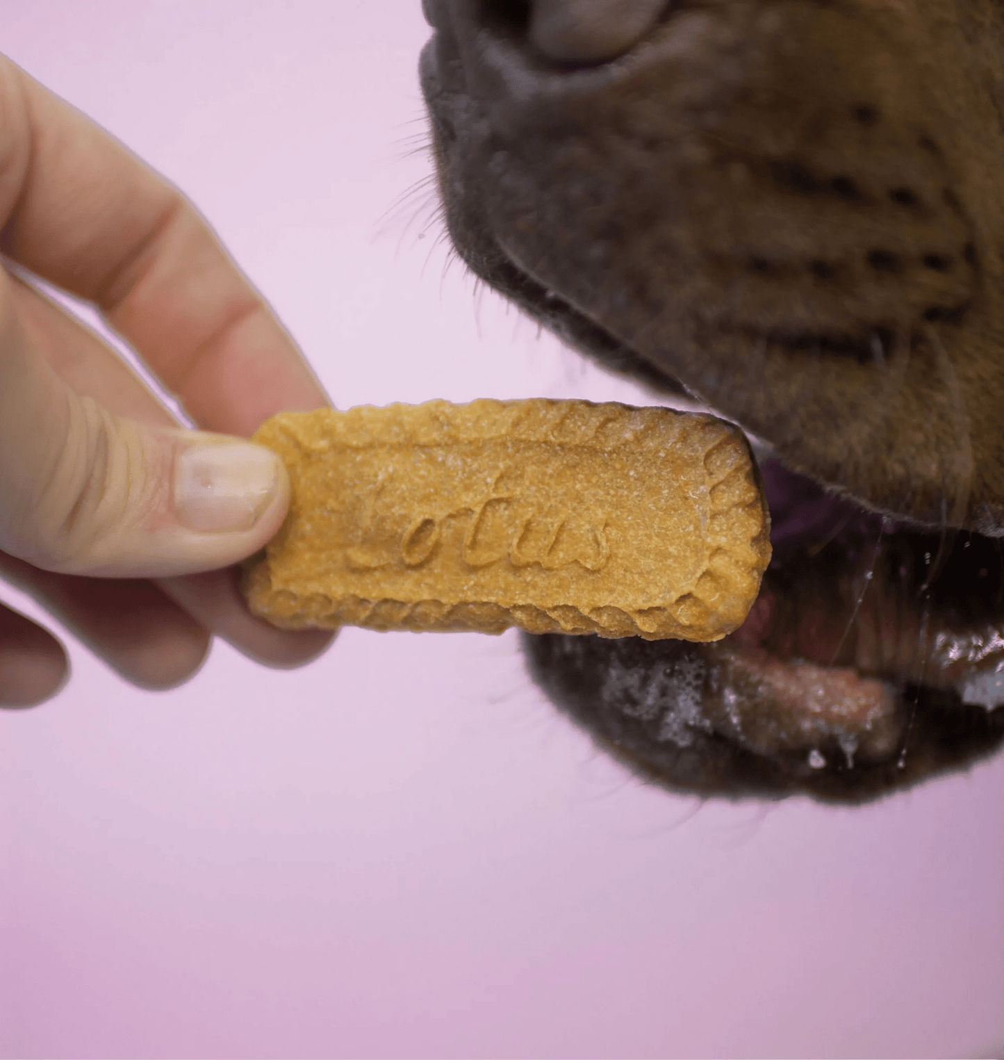Biscwoof - 8pk - Pooch Luxury