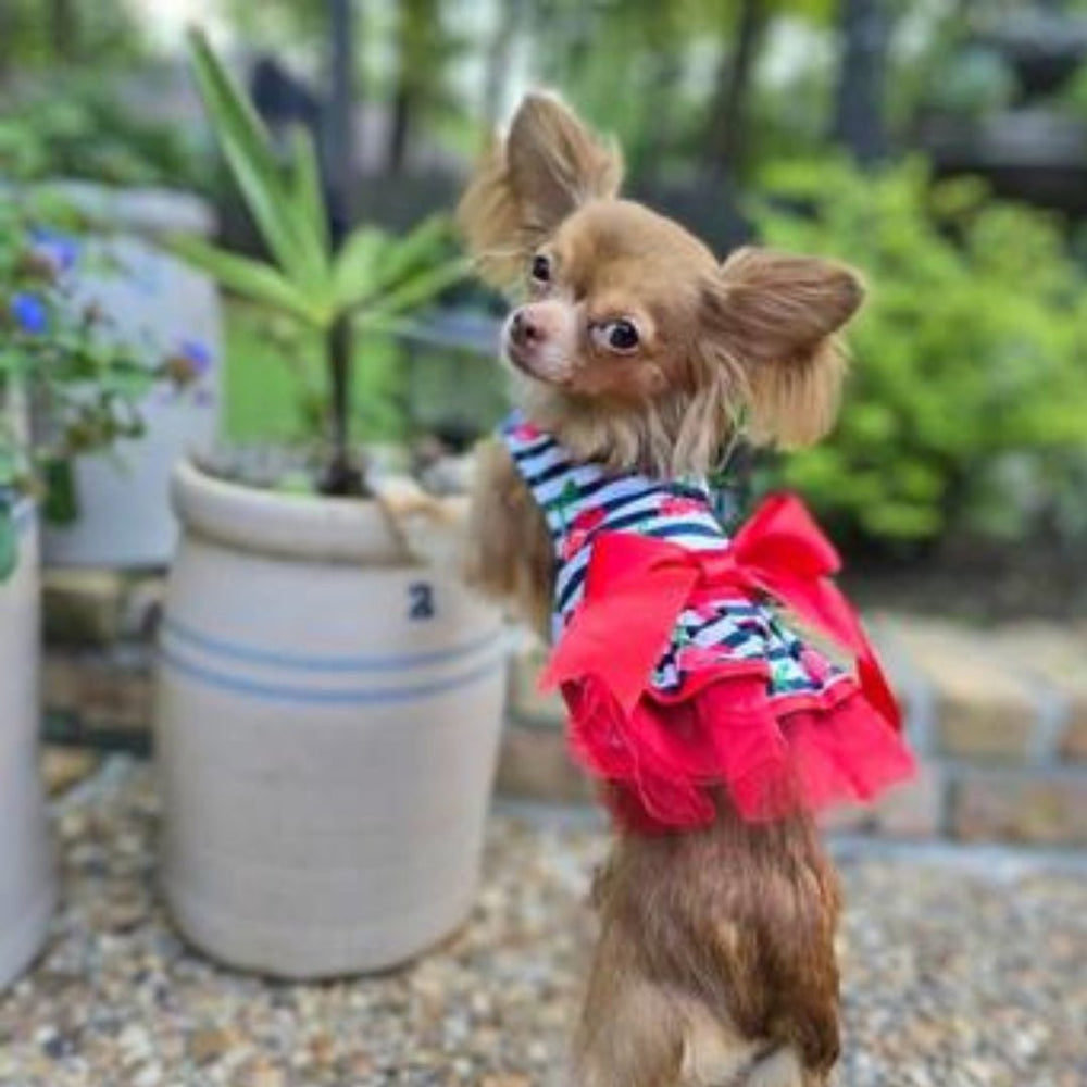 
                      
                        Cherry Stripe Harness Dress with Matching Leash - Pooch Luxury
                      
                    