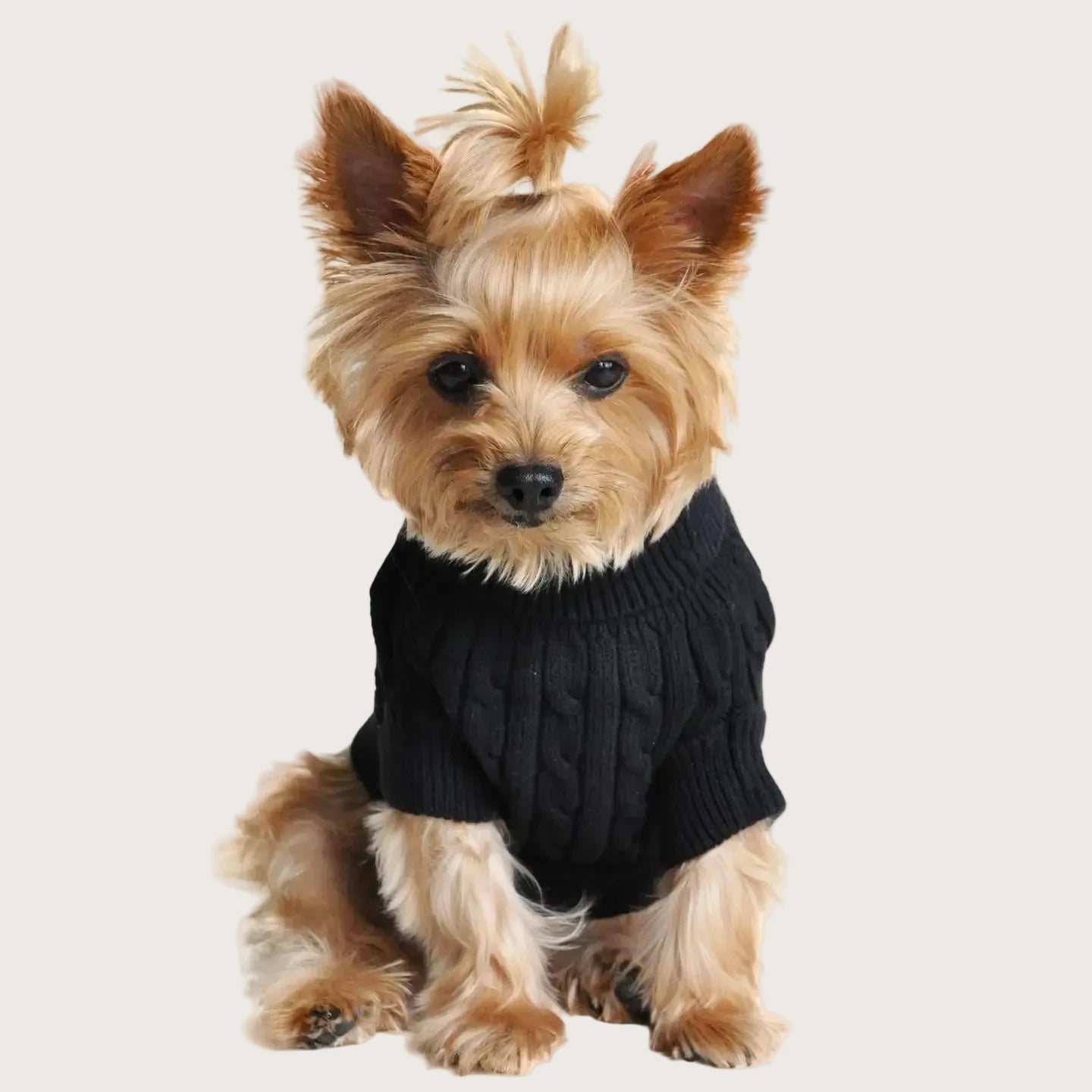 Combed Cotton Cable Knit Sweater - Jet Black - Pooch Luxury