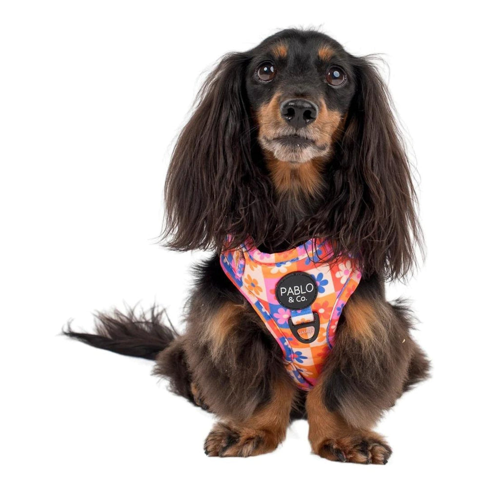 
                  
                    Daisies For Days Adjustable Dog Harness - Pooch Luxury
                  
                