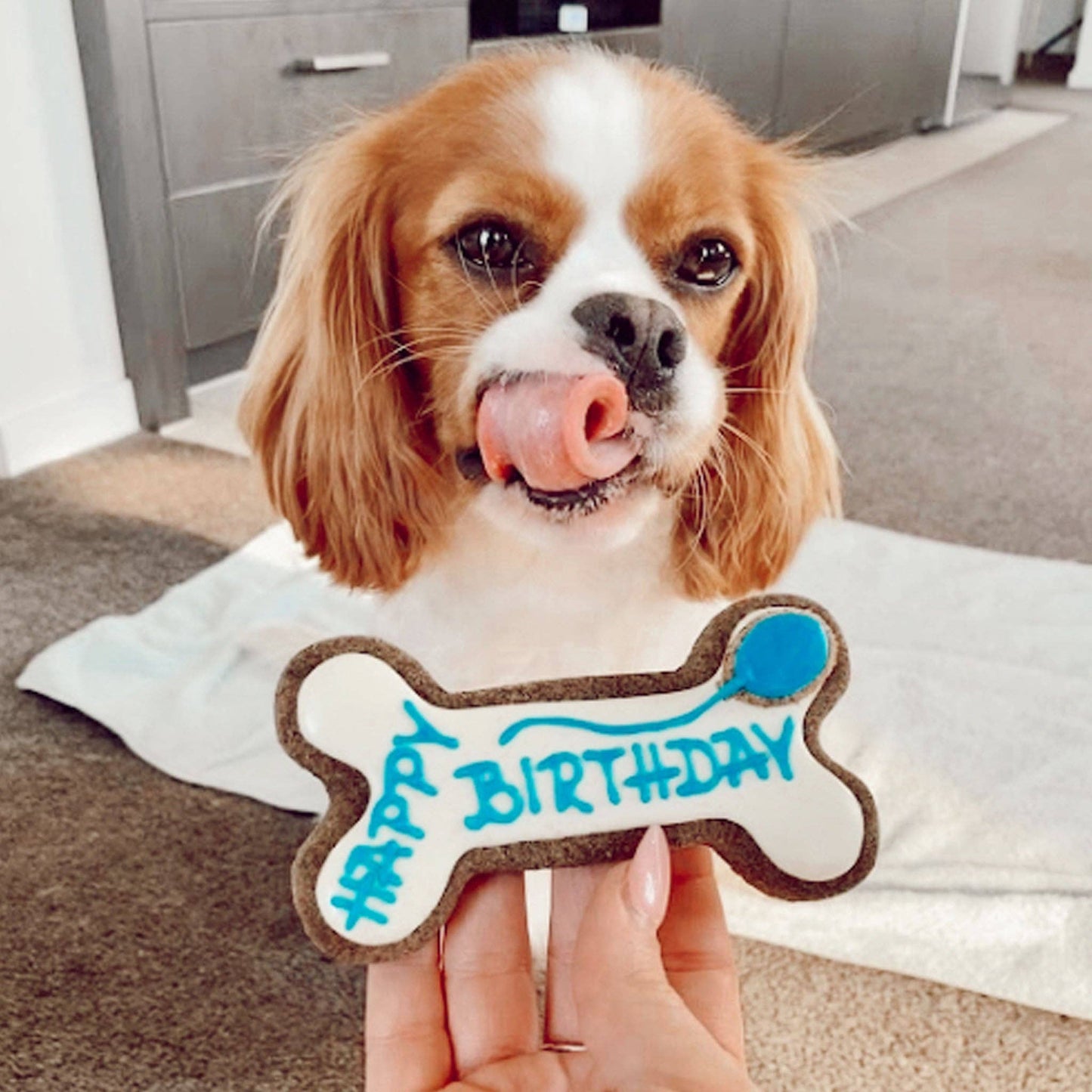 golden BARKery Dog Biscuits - Happy Birthday Bone Blue and White - Pooch Luxury