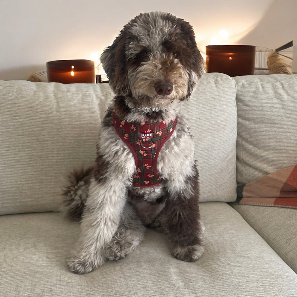 Highland Bear Adjustable Dog Harness - Pooch Luxury