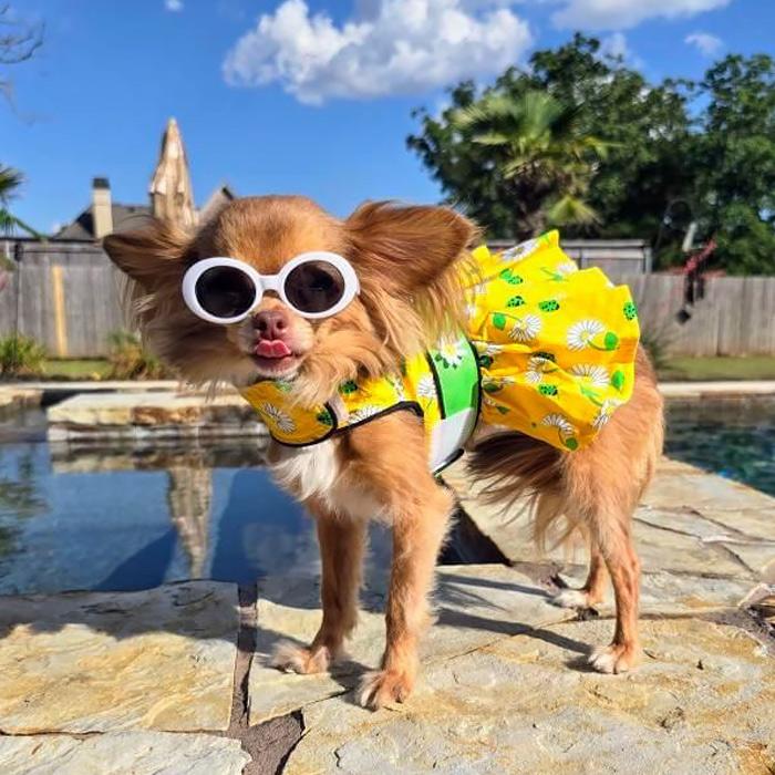 Ladybugs and Daisies Dress with Matching Leash - Pooch Luxury