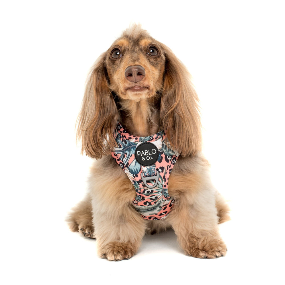 Palm Beach Adjustable Dog Harness - Pooch Luxury