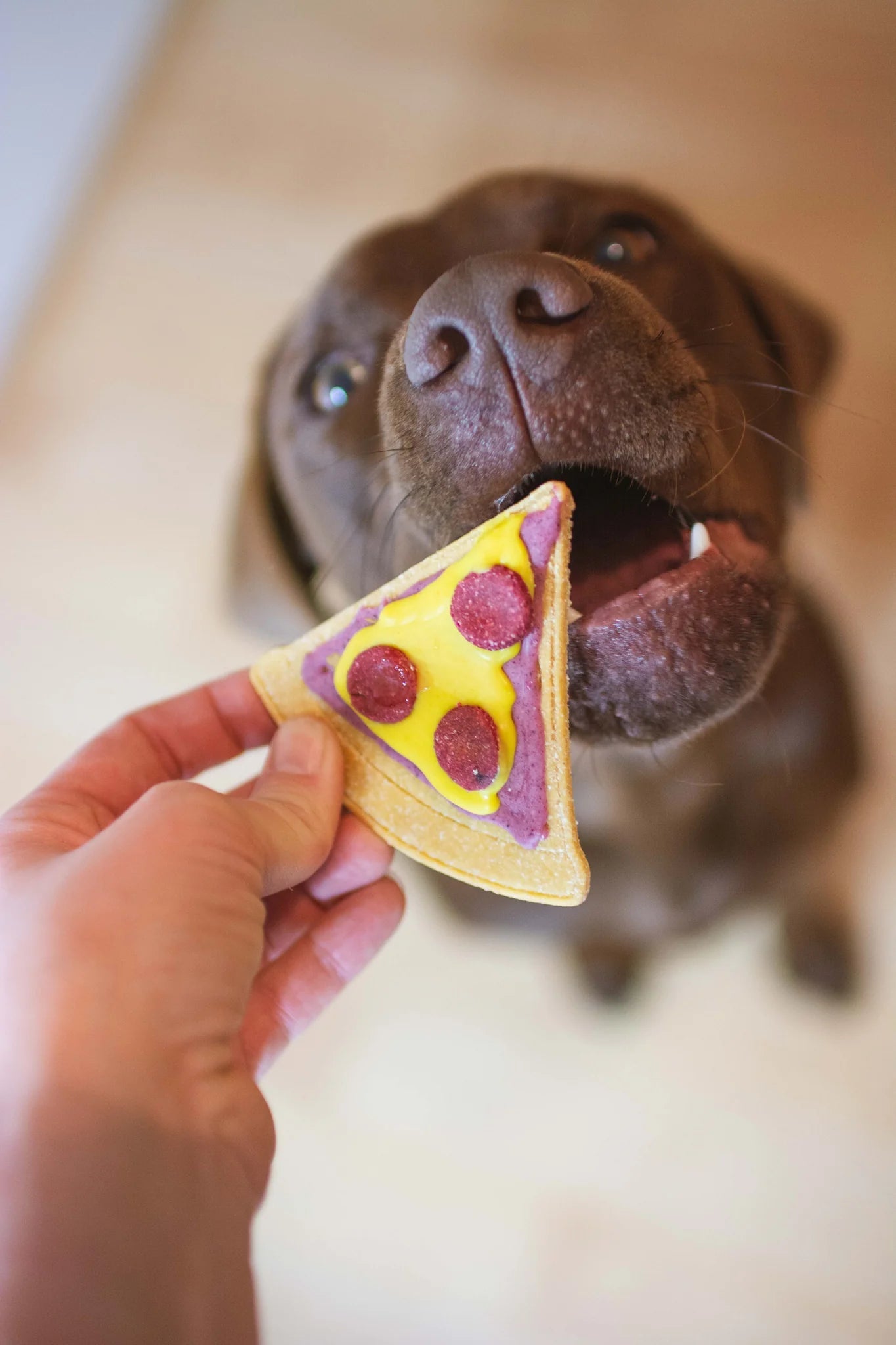 Pep-pawproni Pizza Box - Pooch Luxury