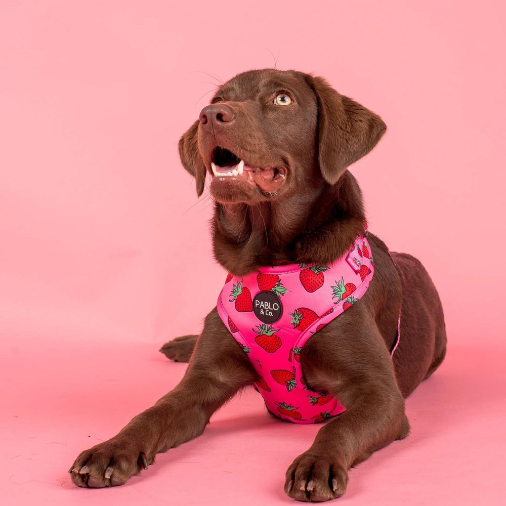 
                      
                        Strawberries Adjustable Harness - Pooch Luxury
                      
                    