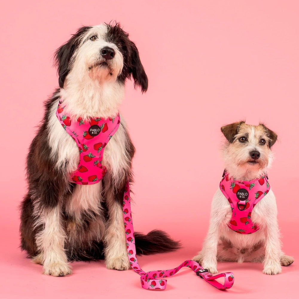 
                      
                        Strawberries Adjustable Harness - Pooch Luxury
                      
                    