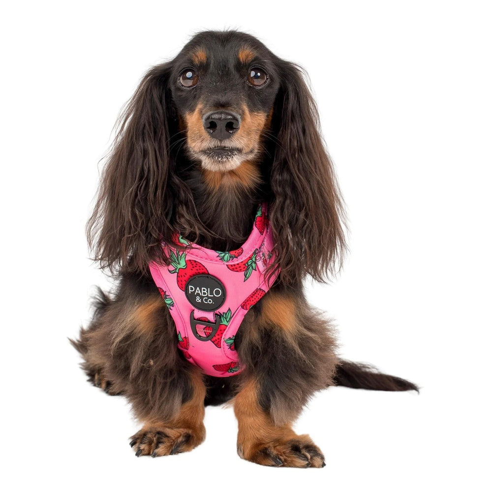 
                      
                        Strawberries Adjustable Harness - Pooch Luxury
                      
                    