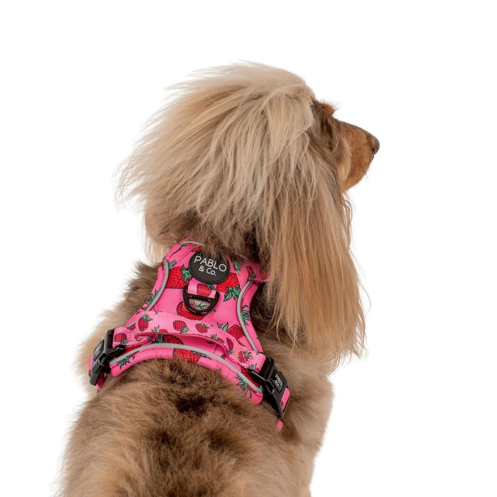 
                      
                        Strawberries No Pull Adventure Harness - Pooch Luxury
                      
                    