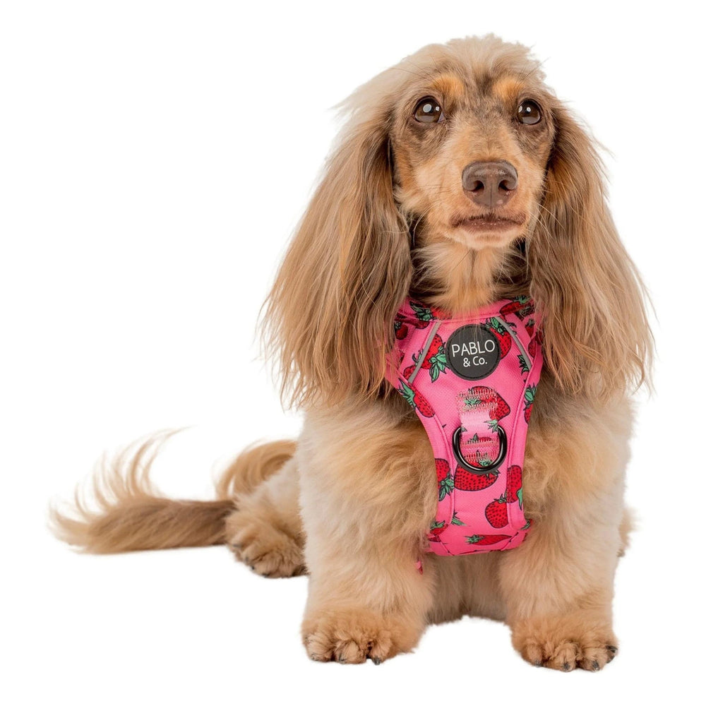 
                      
                        Strawberries No Pull Adventure Harness - Pooch Luxury
                      
                    