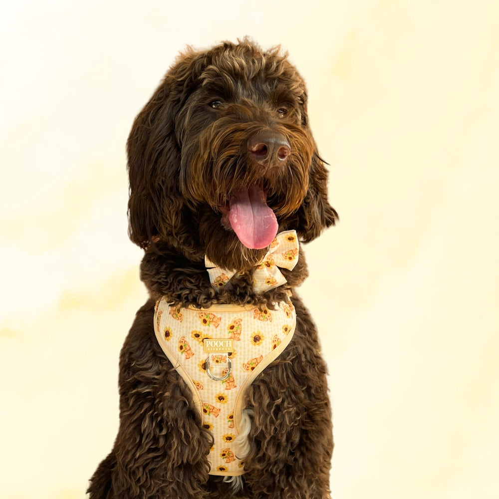 Sunflower Bears Adjustable Dog Harness - Pooch Luxury