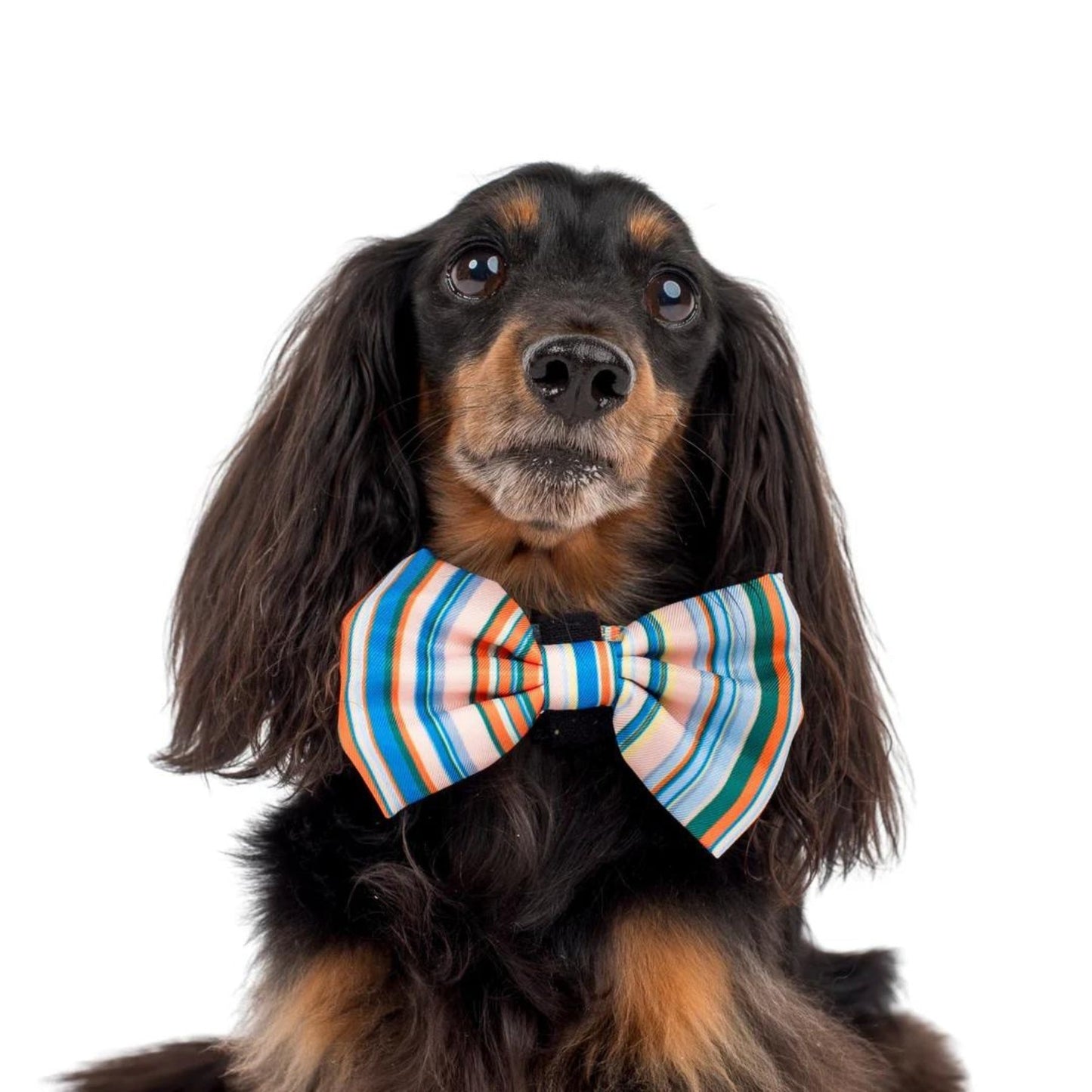 
                  
                    The Cabana Bow Tie - Pooch Luxury
                  
                