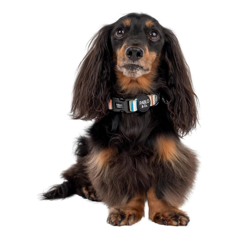 
                  
                    The Cabana Dog Collar - Pooch Luxury
                  
                