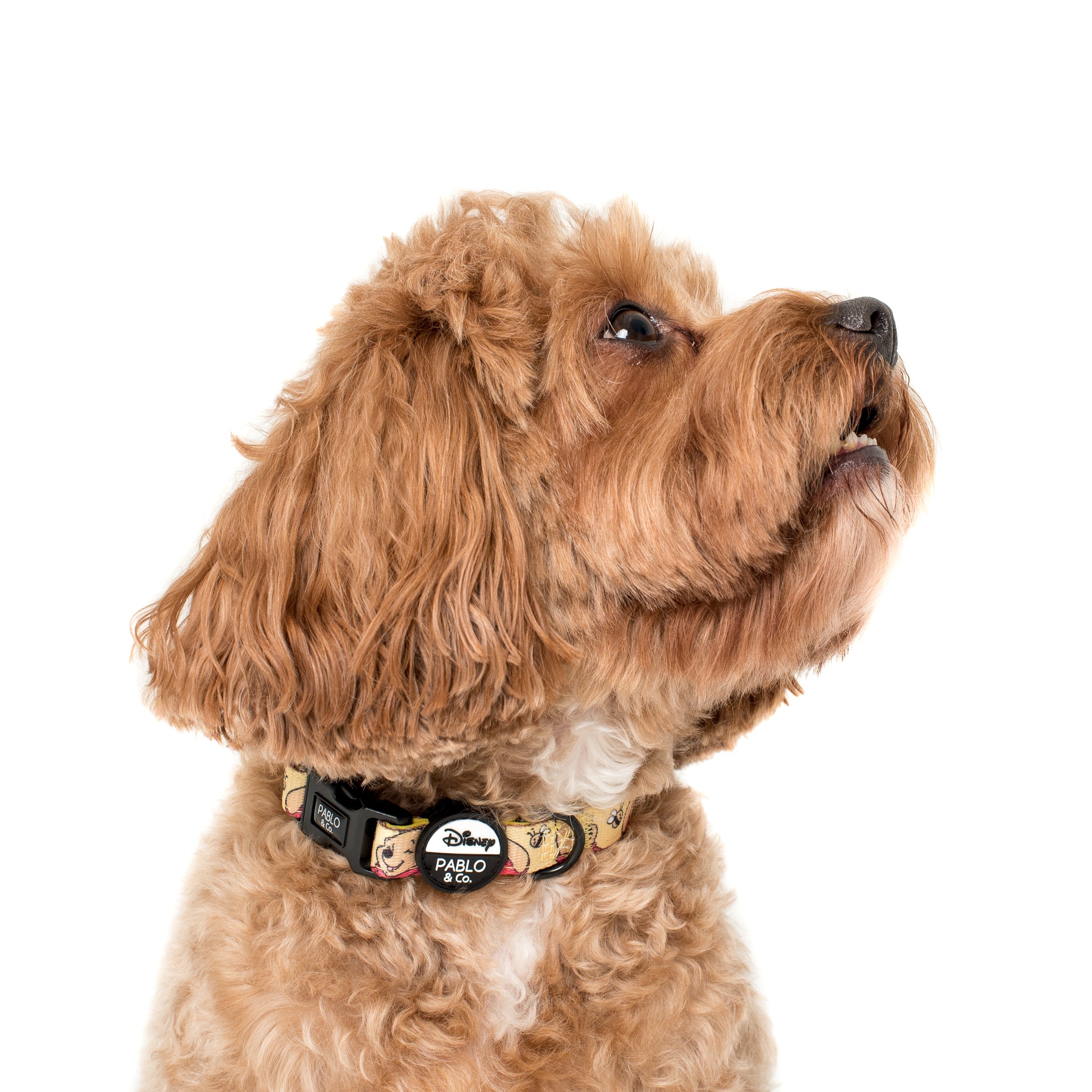 Winnie The Pooh & Bee's Dog Collar - Pooch Luxury