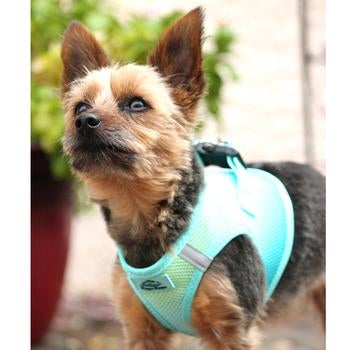 
                  
                    American River Choke Free Dog Harness - Aruba Blue - Pooch Luxury
                  
                
