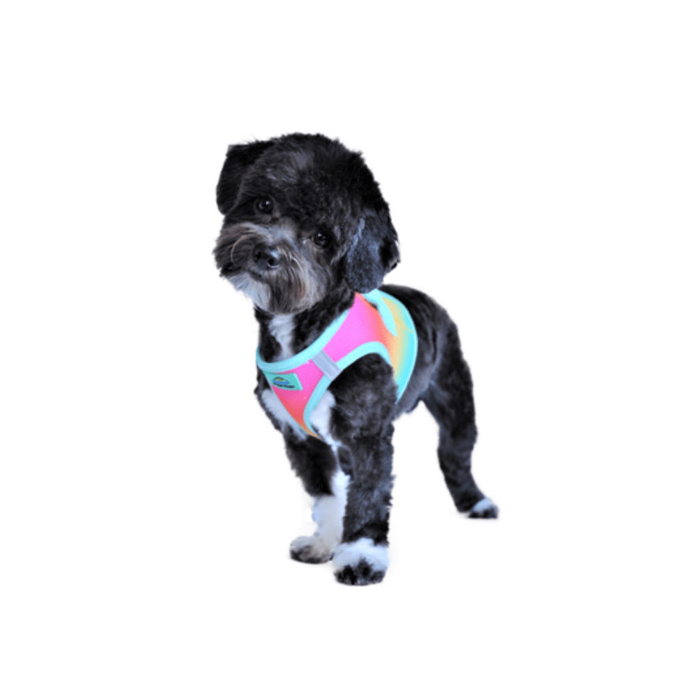 American River Choke Free Dog Harness - Beach Party Ombre - Pooch Luxury