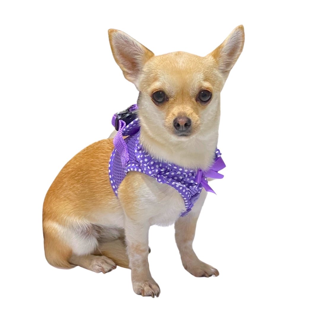 Polka dot hotsell dog harness