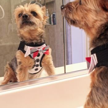 American River Choke Free Dog Harness - Tuxedo - Pooch Luxury