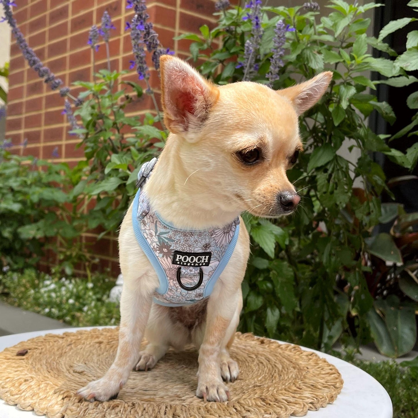 
                  
                    Cottage Garden Blooms Adjustable Dog Harness - Pooch Luxury
                  
                