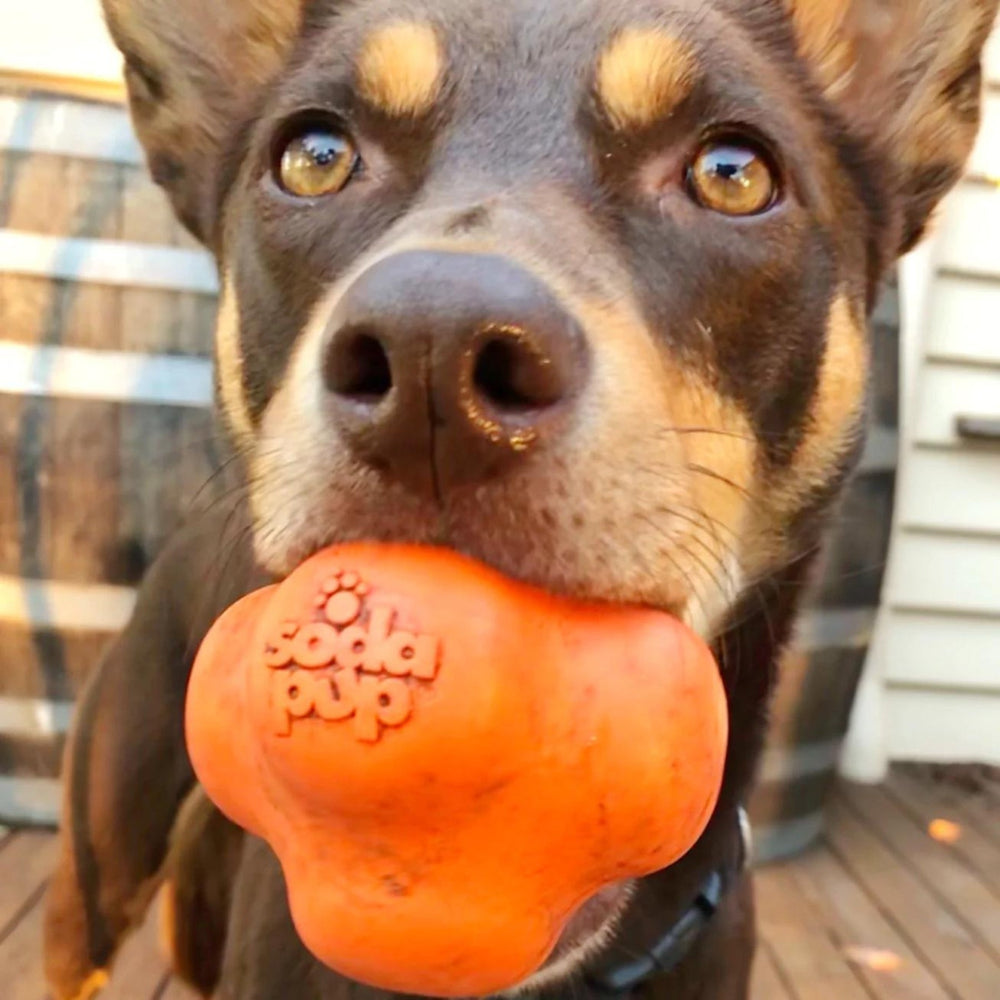 
                  
                    Crazy Bounce (Power Chewers) - Pooch Luxury
                  
                