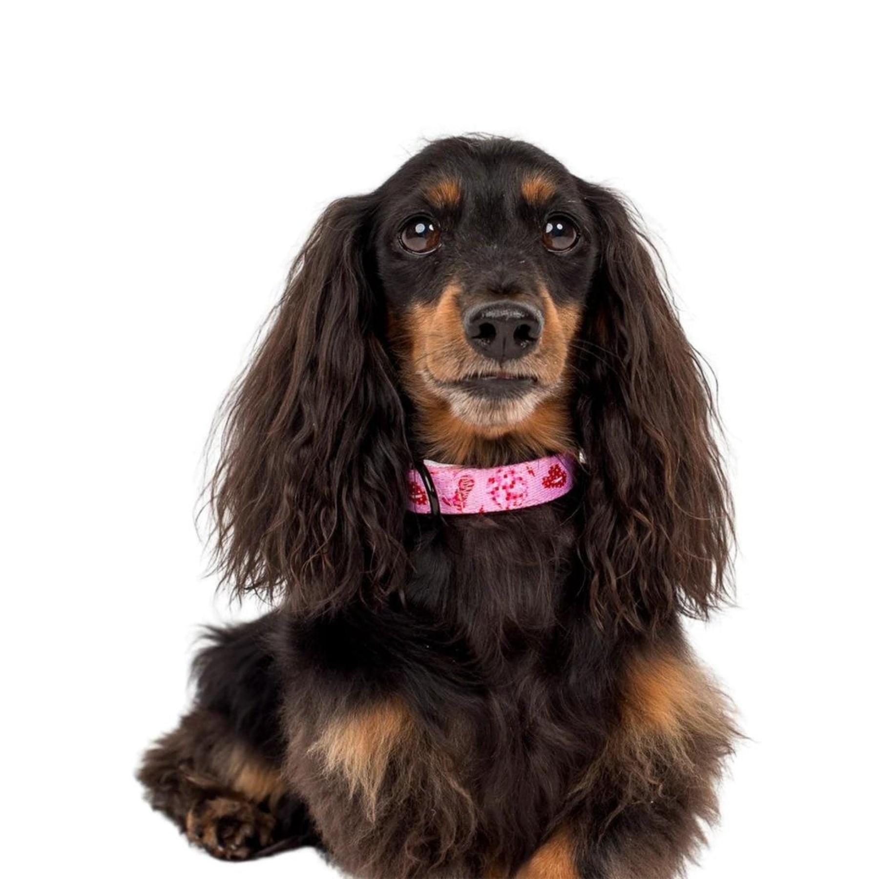 Disco Cowgirl Dog Collar - Pooch Luxury