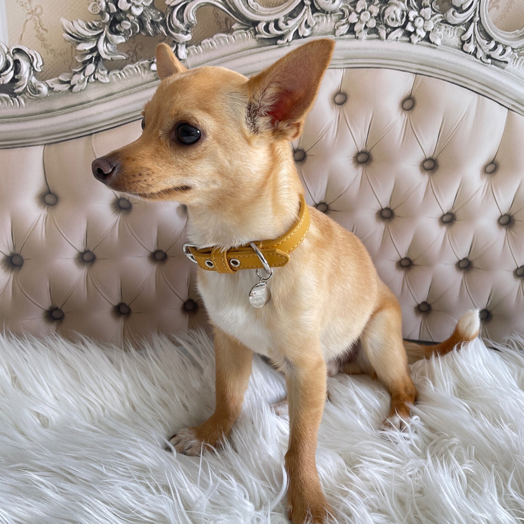 Dog Collar - Honeycomb - Pooch Luxury