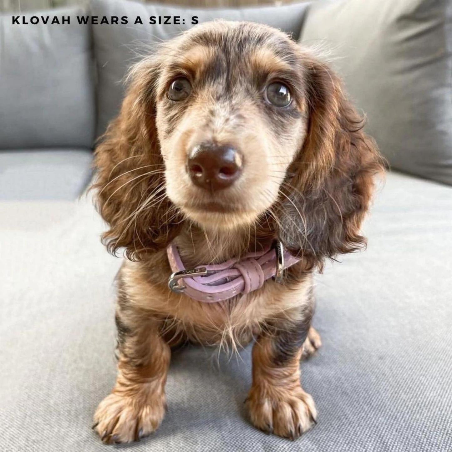 
                  
                    Dog Collar - Lilac - Pooch Luxury
                  
                