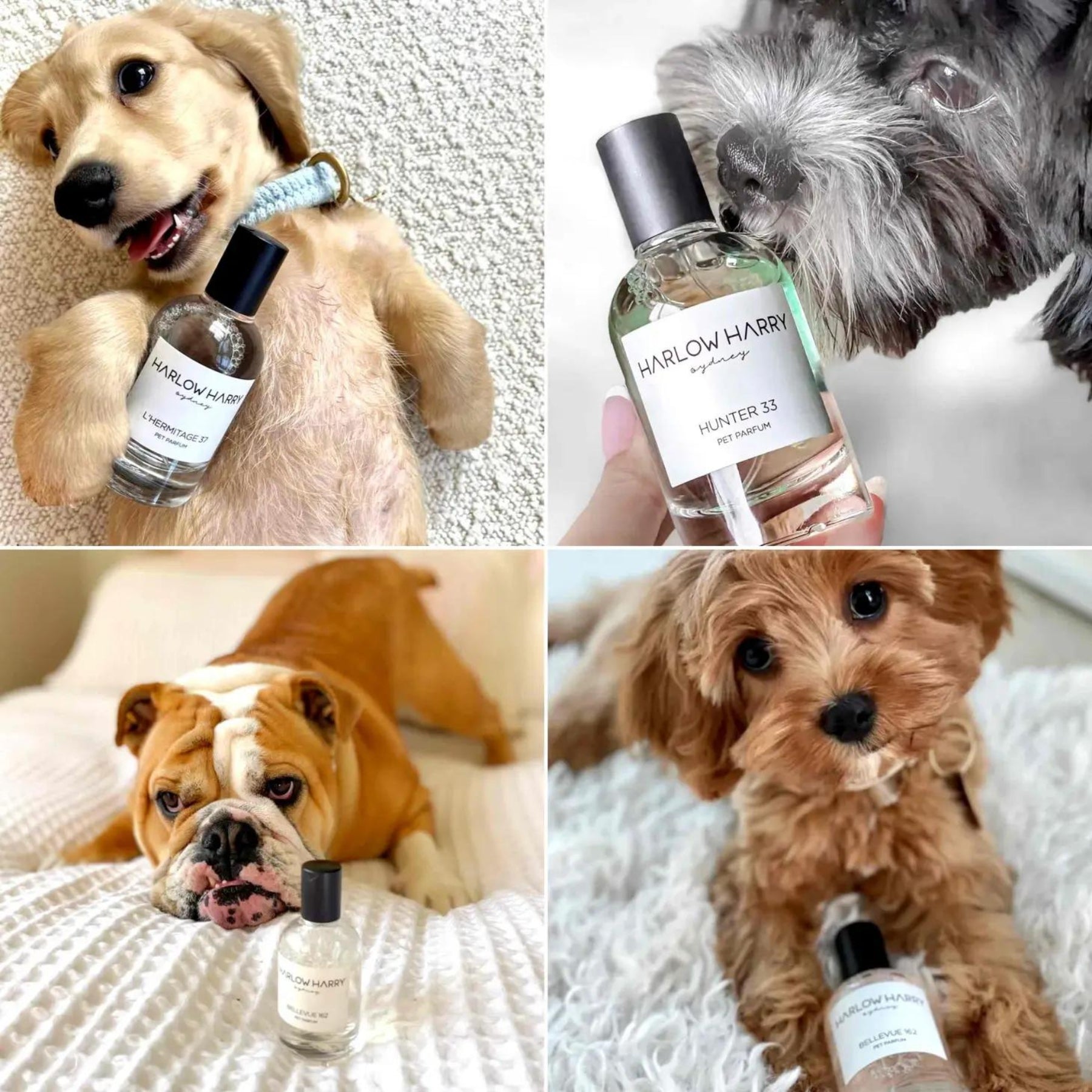 Dog perfume clearance australia