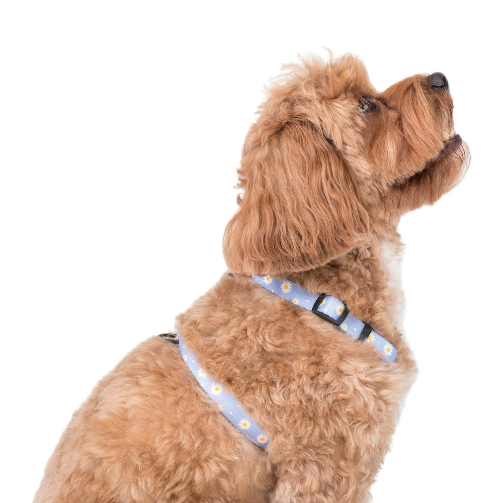 
                  
                    Dog Strap Harness - Blue Daisy - Pooch Luxury
                  
                