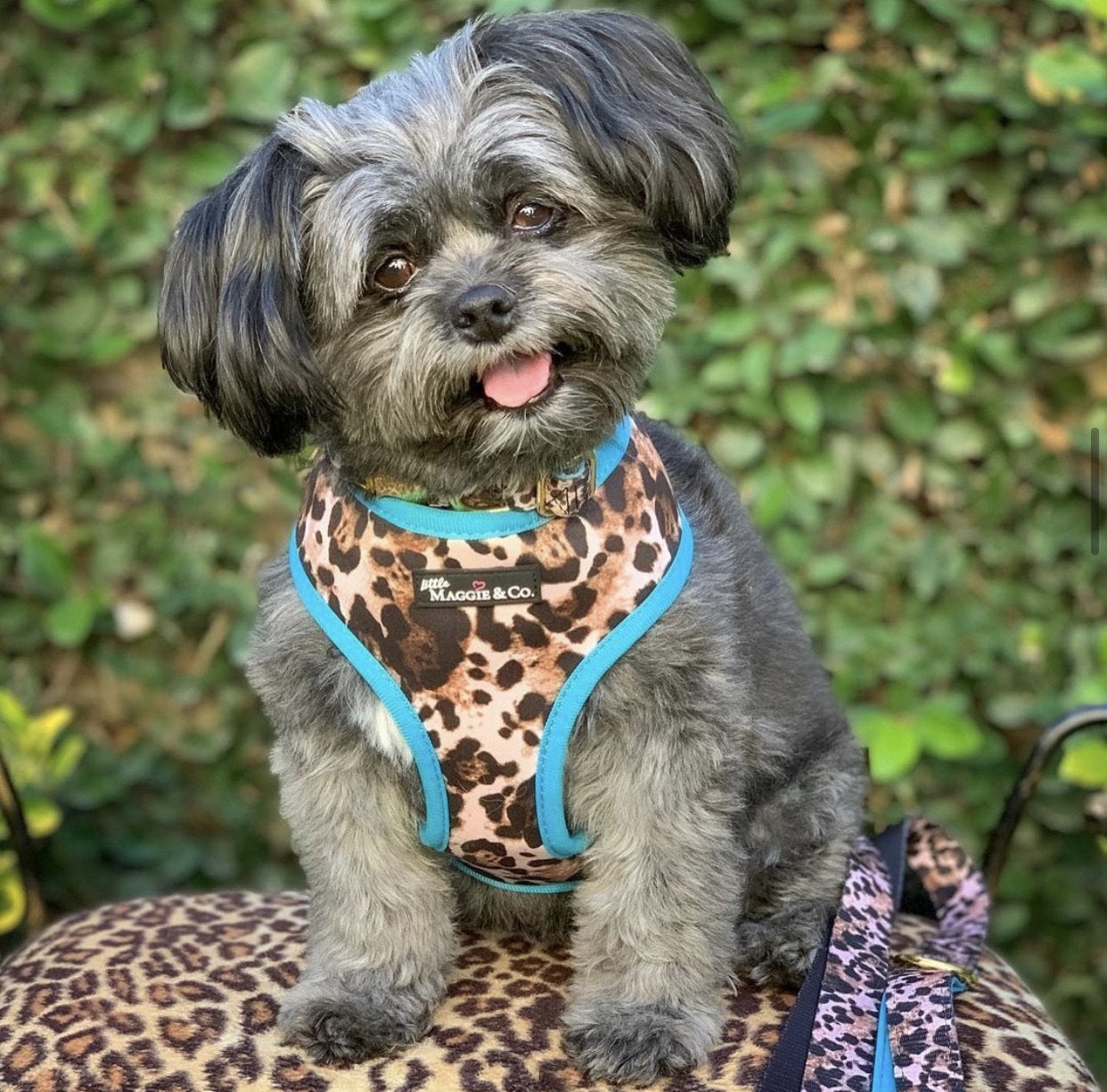 Exotic Reversible Harness - Pooch Luxury