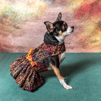 Fall Leaves Harness Dress with Matching Leash - Pooch Luxury