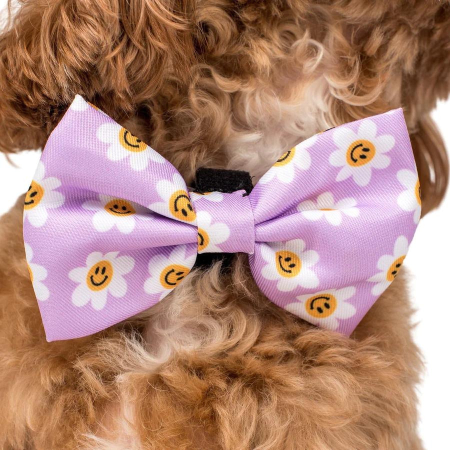 Lilac Smiley Flowers Bow Tie - Pooch Luxury