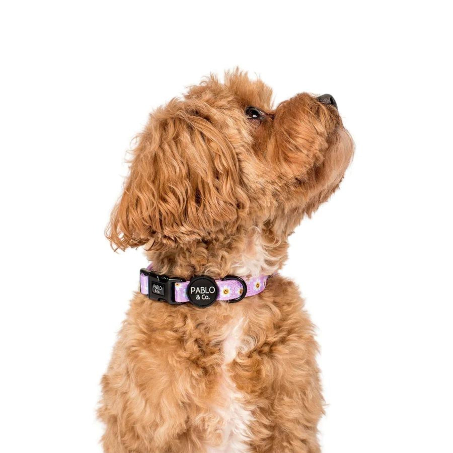 Lilac Smiley Flowers Collar - Pooch Luxury