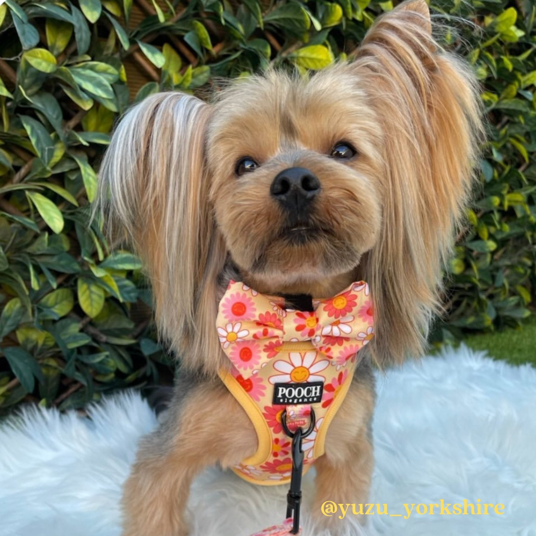 Little Bright Daisies Bow Tie - Pooch Luxury