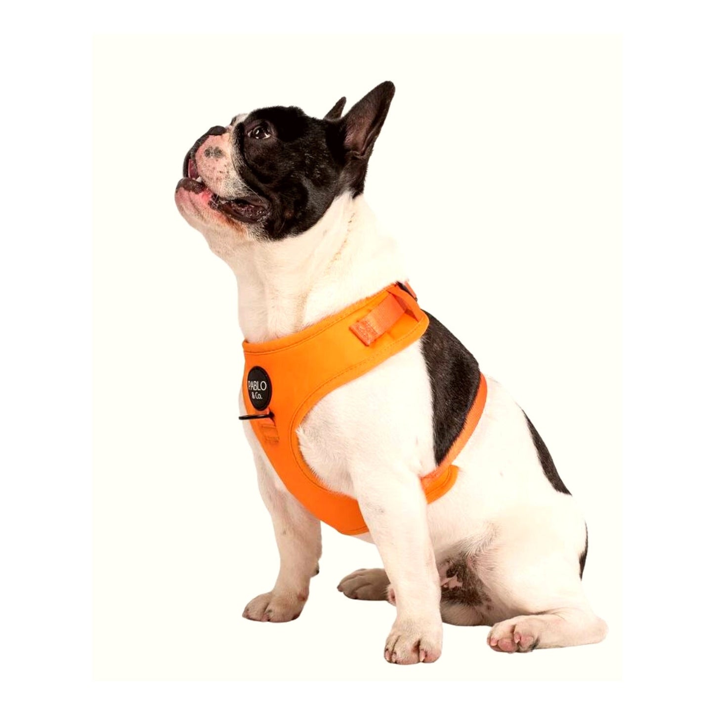 
                  
                    Orange Crush Adjustable Dog Harness - Pooch Luxury
                  
                