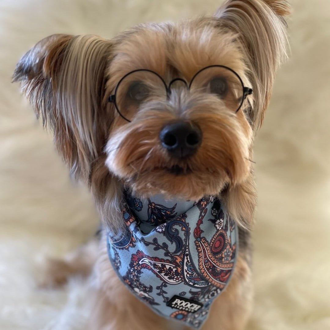 Paisley hotsell dog bandana