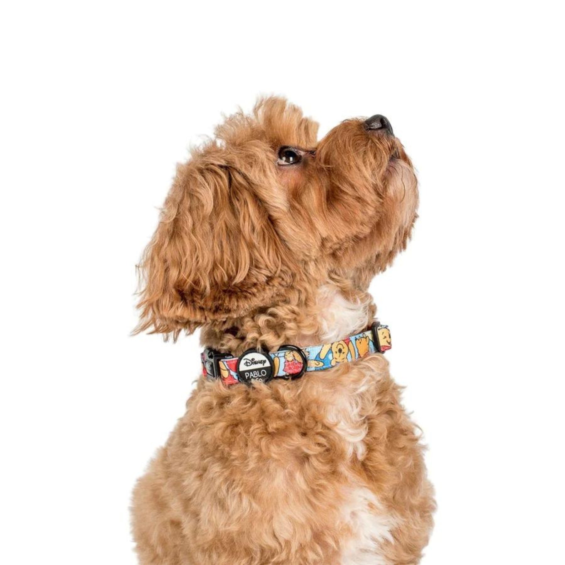 Pooh's Balloons Dog Collar - Pooch Luxury