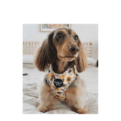 Sunflowers Adjustable Dog Harness - Pooch Luxury