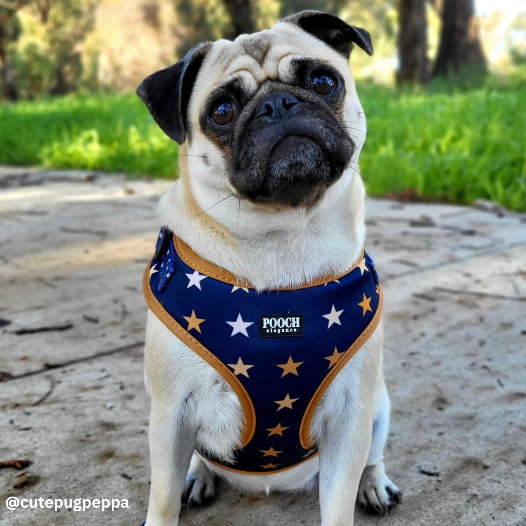 Wish Upon A Star Adjustable Dog Harness - Pooch Luxury